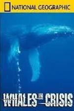 Watch National Geographic: Whales in Crisis Tvmuse