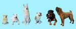 Watch How Dogs Got Their Shapes Tvmuse