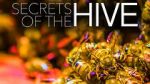 Watch Secrets of the Hive Tvmuse