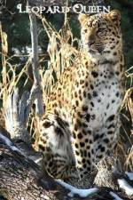 Watch National Geographic Leopard Queen Tvmuse