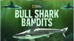 Watch Bull Shark Bandits Tvmuse