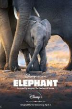 Watch Elephant Tvmuse