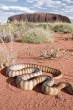 Watch DEADLY PREDATORS.AUSTRALIAN PYTHONS Tvmuse