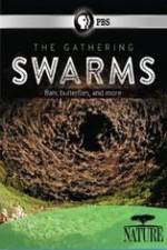 Watch Nature The Gathering Swarms Tvmuse