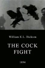Watch The Cock Fight Tvmuse