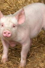 Watch Patent For A Pig: The Big Business of Genetics Tvmuse