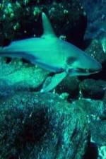 Watch National Geographic: Secret Shark Pits Tvmuse