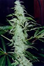 Watch Cannabis Whats The Harm Part 2 Tvmuse