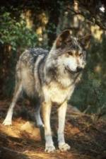 Watch National Geographic Wild - Inside the Wolf Pack Tvmuse