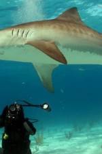 Watch Dive To Tiger Shark Central Tvmuse