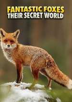 Watch Fantastic Foxes: Their Secret World Tvmuse