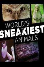 Watch World's Sneakiest Animals Tvmuse