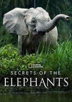 Watch Secrets of the Elephants Tvmuse