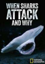 Watch When Sharks Attack... And Why Tvmuse
