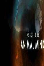 Watch Inside the Animal Mind Tvmuse