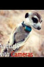 Watch Animals with Cameras Tvmuse