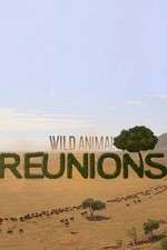 Watch Wild Animal Reunions Tvmuse