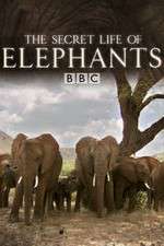 Watch The Secret Life of Elephants Tvmuse