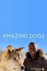 Watch Amazing Dogs Tvmuse