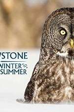 Watch Yellowstone Wildest Winter to Blazing Summer Tvmuse