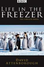 Watch Life in the Freezer Tvmuse