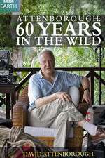 Watch Attenborough 60 Years in the Wild Tvmuse