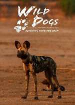 Watch Wild Dogs: Running with the Pack Tvmuse