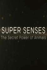 Watch Super Senses The Secret Power of Animals Tvmuse