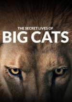 Watch The Secret Lives of Big Cats Tvmuse