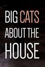 Watch Big Cats About the House Tvmuse