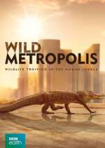 Watch Wild Metropolis Tvmuse