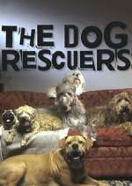 Watch The Dog Rescuers with Alan Davies Tvmuse