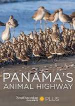 Watch Panama's Animal Highway Tvmuse