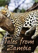 Watch Tales from Zambia Tvmuse