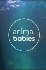 Watch Animal Babies Tvmuse