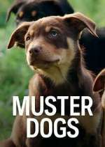 Watch Muster Dogs Tvmuse