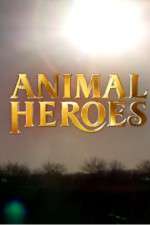 Watch Animal Heroes Tvmuse