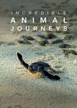 Watch Incredible Animal Journeys Tvmuse