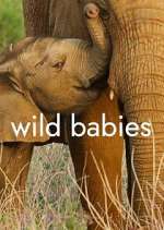 Watch Wild Babies Tvmuse