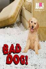 Watch Bad Dog! Tvmuse