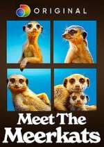 Watch Meet the Meerkats Tvmuse