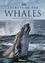 Watch Secrets of the Whales Tvmuse