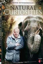 Watch Natural Curiosities Tvmuse