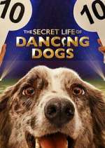 Watch The Secret Life of Dancing Dogs Tvmuse