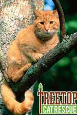 Watch Treetop Cat Rescue Tvmuse