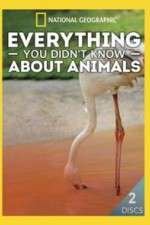 Watch Everything You Didnt Know About Animals Tvmuse